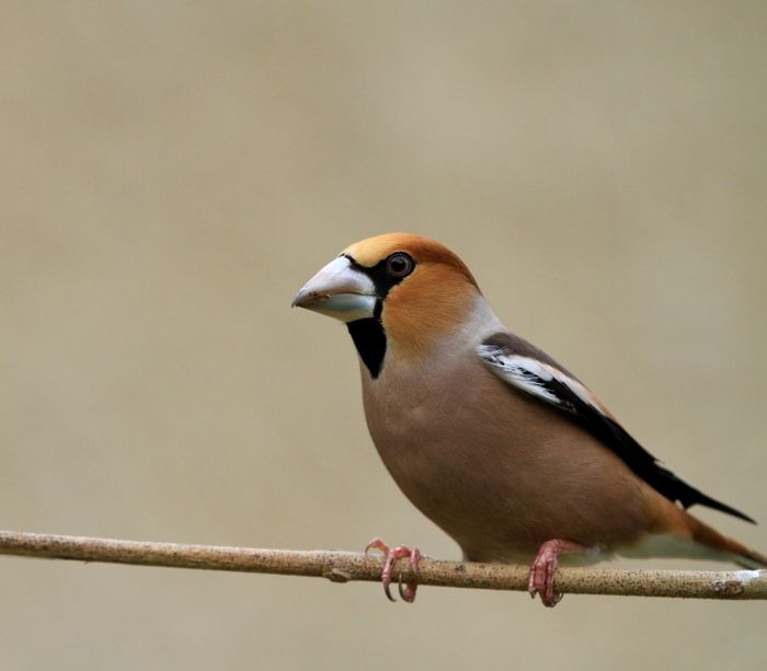 faune