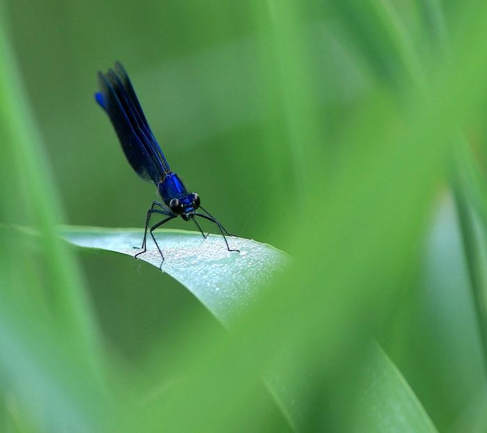 libellule